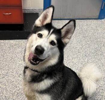 Beetle -  Siberian Husky Dog for Adoption in Golden, Colorado - Beetle | PetCurious