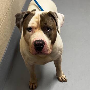Hushpuppy -  American Bulldog and Mixed Breed Dog for Adoption in Concord, North Carolina - Hushpuppy | PetCurious
