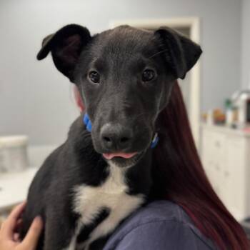 Fernet -  Australian Shepherd and Rough Collie Dog for Adoption in Waco, Texas - Fernet | PetCurious