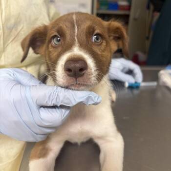 Baked -  Australian Shepherd and Husky Dog for Adoption in Pekin, Illinois - Baked | PetCurious