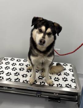 Alaskan Malamute Dogs Available for Adoption in Bourbonnais, Illinois - Hendrix | PetCurious
