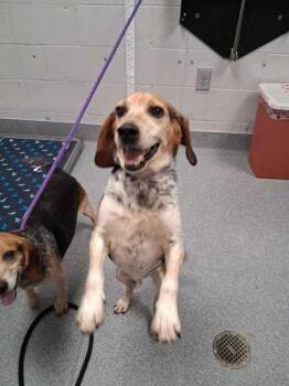 Elvis Presley -  Mixed Breed Dog for Adoption in Sevierville, Tennessee - Elvis Presley | PetCurious
