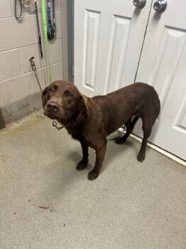 Emery -  Labrador Retriever and Chocolate Labrador Retriever Dog for Adoption in Hopkinsville, Kentucky - Emery | PetCurious