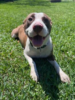 Rescue American Staffordshire Terrier Dogs for Adoption in Spring, Texas - Betsy | PetCurious