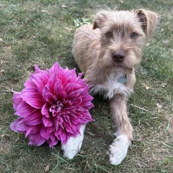 Rescue Terrier Dogs for Adoption in Northville, Michigan - Peanut | PetCurious