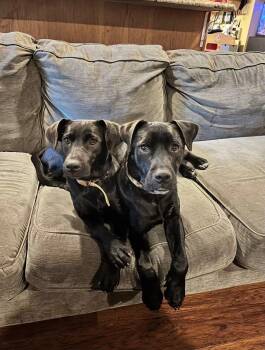Mary & Martha -  Black Labrador Retriever Dog for Adoption in Tyler, Texas - Mary & Martha | PetCurious