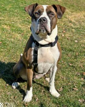 Pit Bull Terrier and Mixed Breed Dogs Available for Adoption - HENNA | PetCurious