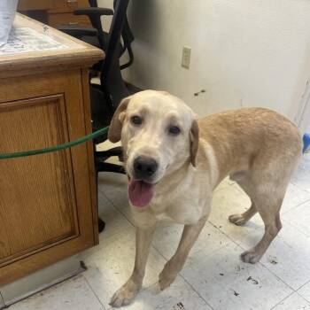 Dakota -  Yellow Labrador Retriever Dog for Adoption in Jacksonville, Arkansas - Dakota | PetCurious