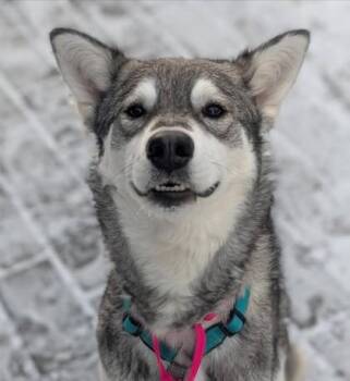 Mixed Breed Dogs Available for Adoption - Maya | PetCurious