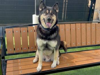 OSLO -  Siberian Husky and German Shepherd Dog Dog for Adoption in Tustin, California - OSLO | PetCurious