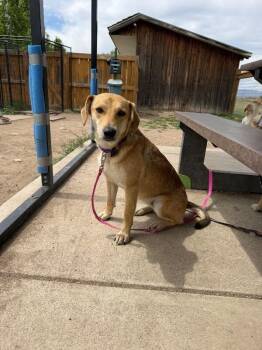 Hound Dogs Available for Adoption in Fort Collins, Colorado - Shanni | PetCurious