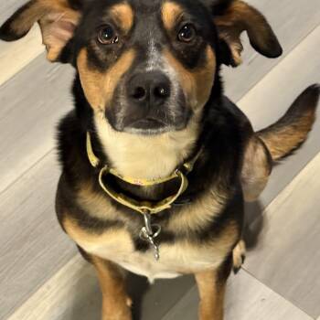 Henry -  Black Labrador Retriever and Rottweiler Dog for Adoption in Guilford, Connecticut - Henry | PetCurious