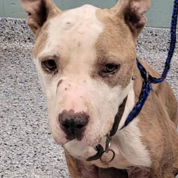 American Staffordshire Terrier Dogs Available for Adoption in Greenville, South Carolina - Kamilla | PetCurious