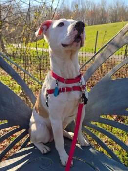 Mixed Breed Dogs Available for Adoption in Fairfax, Virginia - Heathcliff | PetCurious