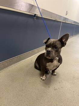 MISTY -  American Bulldog and Mixed Breed Dog for Adoption in Doral, Florida - MISTY | PetCurious