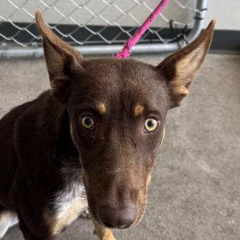 111202 -  Mixed Breed Dog for Adoption in Las Cruces, New Mexico - 111202 | PetCurious