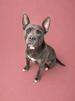 Melah -  Mixed Breed Dog for Adoption in Winnsboro, South Carolina - Melah | PetCurious