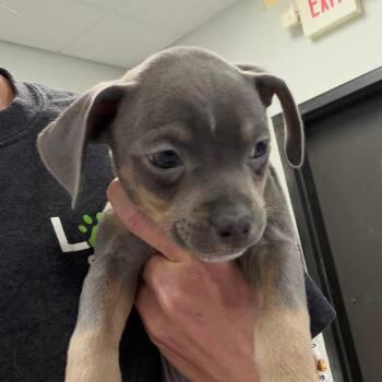 Whole Wheat -  Mixed Breed Dog for Adoption in Greensboro, Georgia - Whole Wheat | PetCurious