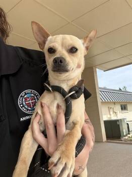 Chihuahua and Mixed Breed Dogs Available for Adoption in Oklahoma City, Oklahoma - SIMON | PetCurious