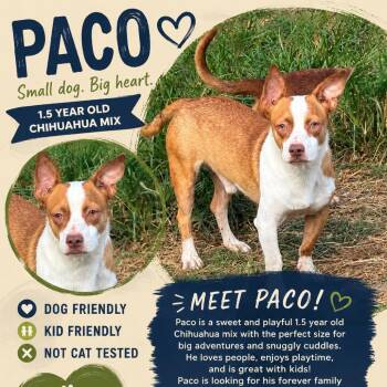 Paco -  Chihuahua Dog for Adoption in Anahuac, Texas - Paco | PetCurious