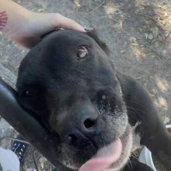 Bella -  Mixed Breed Dog for Adoption in Columbus, Georgia - Bella | PetCurious