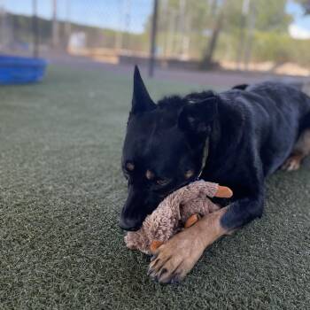 Drew -  German Shepherd Dog and Mixed Breed Dog for Adoption in Riverside, California - Drew | PetCurious