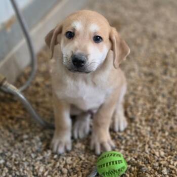 Boo JuM -  German Shepherd Dog and Mixed Breed Dog for Adoption in Austin, Texas - Boo JuM | PetCurious