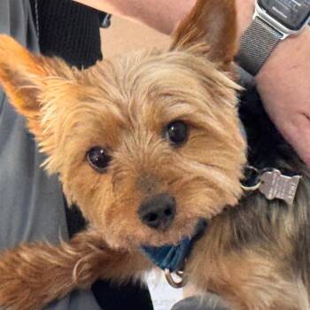 Teddy -  Yorkshire Terrier Dog for Adoption in Scituate, Massachusetts - Teddy | PetCurious