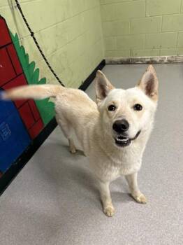 German Shepherd Dog and Mixed Breed Dogs Available for Adoption in Indianapolis, Indiana - LOBO | PetCurious