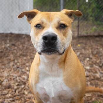 Mixed Breed Dogs Available for Adoption in Largo, Florida - Boone | PetCurious