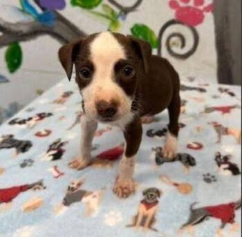 Garbo -  Mixed Breed Dog for Adoption in West Chester, Pennsylvania - Garbo | PetCurious