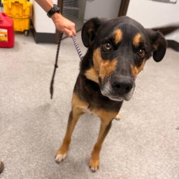 Rufus -  Shepherd Dog for Adoption in Durango, Colorado - Rufus | PetCurious