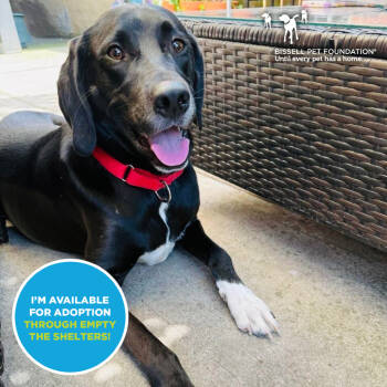 Rescue Hound Dogs for Adoption - Teddy- $70 Bissell Sponsored Adoption Fee! | PetCurious