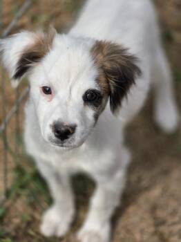 Anderson -  Australian Shepherd and Mixed Breed Dog for Adoption in Carthage, Missouri - Anderson | PetCurious