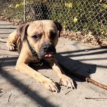 Rescue American Staffordshire Terrier Dogs for Adoption in Charlottesville, Virginia - Silly Goose | PetCurious