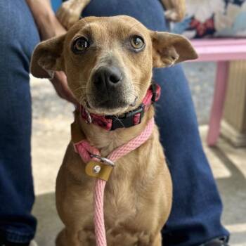 Mixed Breed Dogs Available for Adoption - Berry | PetCurious