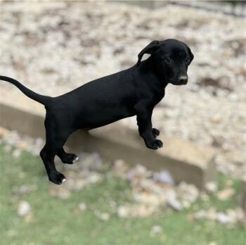 Beagle and Hound Dogs Available for Adoption in Brownstown, Indiana - Sunny | PetCurious