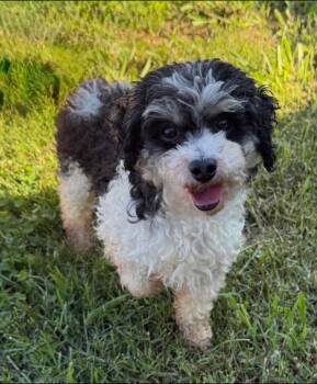 Silver -  Poodle Dog for Adoption in Anniston, Alabama - Silver | PetCurious