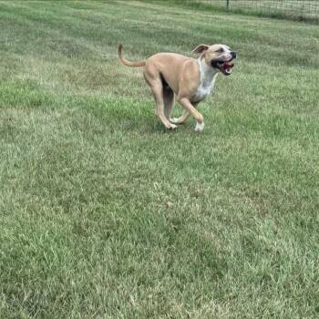 Sam -  Mastiff Dog for Adoption in Troy, Alabama - Sam | PetCurious