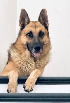 Rex -  German Shepherd Dog Dog for Adoption in Lucas, Texas - Rex | PetCurious