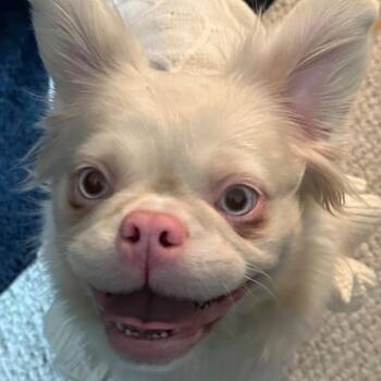 Aspen -  French Bulldog Dog for Adoption in Kansas City, Missouri - Aspen | PetCurious