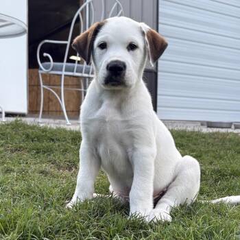 Memphis -  Shepherd and Mixed Breed Dog for Adoption in Fayetteville, Arkansas - Memphis | PetCurious