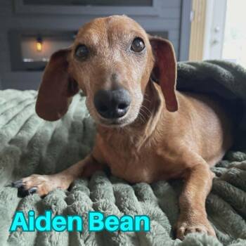 Aiden Bean -  Dachshund Dog for Adoption in San Antonio, Texas - Aiden Bean | PetCurious