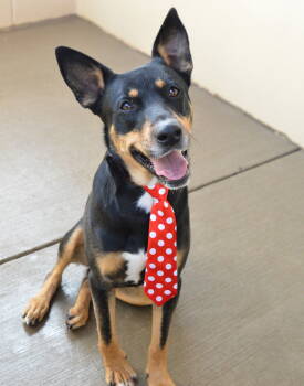 Rescue Shepherd Dogs for Adoption in Mckinney, Texas - Spike | PetCurious