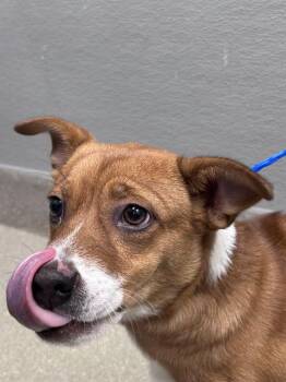 DOODLEPUP -  Chihuahua Dog for Adoption in Las Vegas, Nevada - DOODLEPUP | PetCurious