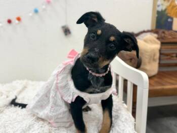 Doberman Pinscher and Labrador Retriever Dogs Available for Adoption in Friendswood, Texas - Jasmine Jewel | PetCurious