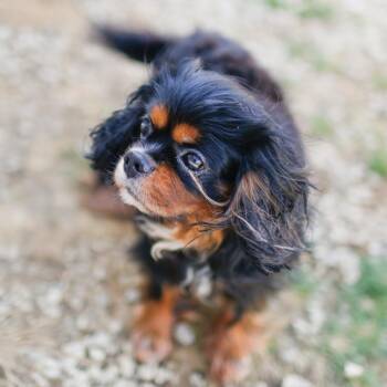 Cavalier King Charles Spaniel Dogs Available for Adoption in Dover, New Hampshire - CoCo *Available Soon* | PetCurious