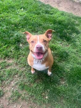 Mixed Breed Dogs Available for Adoption in Myerstown, Pennsylvania - Astra | PetCurious