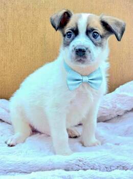 Robby -  Australian Cattle Dog Blue Heeler and Pit Bull Terrier Dog for Adoption in Newport Beach, California - Robby | PetCurious