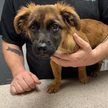Little Man -  Mixed Breed Dog for Adoption in Knoxville, Tennessee - Little Man | PetCurious